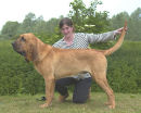 Ch Markbury Thankful of Farlap ShCM. Pictured here at just 18 months, he is Top UK Sire 2005/2006/2007
